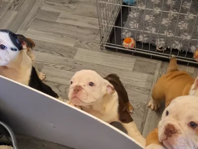 Mladičke ameri&scaron;kega buldoga, ki jih na Facebooku ponuja neregistrirani vzreditelj v Združenem kraljestvu. F FOUR PAWS