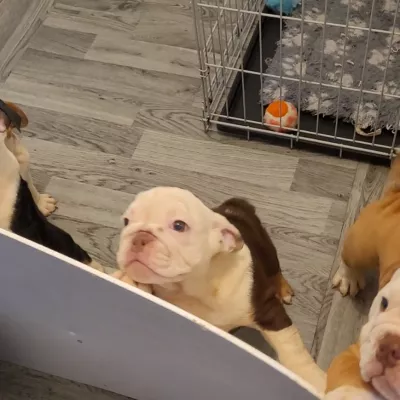 Mladičke ameriškega buldoga, ki jih na Facebooku ponuja neregistrirani vzreditelj v Združenem kraljestvu. F FOUR PAWS