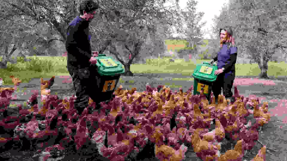 Organic farmers Elena Christoforos and Nicolas Netien feed retired farm hens with scraps of leftover food at a farm, where hens are used to fertilise and mow olive groves in a pilot project, which has boosted crop yields and helped combat disease, in Akaki, Cyprus, February 19, 2025. REUTERS/Yiannis Kourtoglou