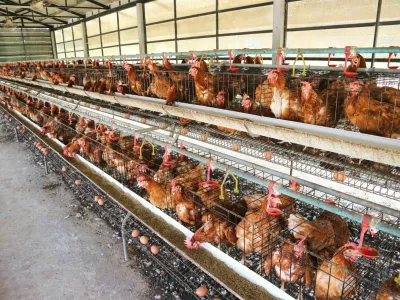 Chicken farm business with high farming and using technology on farming / Foto: Passakorn_14