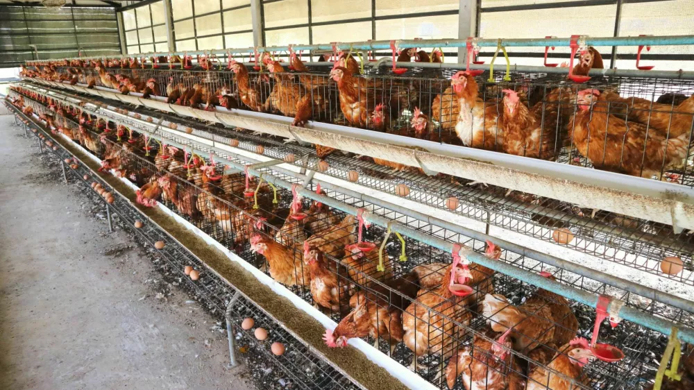 Chicken farm business with high farming and using technology on farming / Foto: Passakorn_14