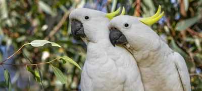 Rumenočopkasti kakduji so se izkazali za izjemne »mislece«. / Foto: Istock