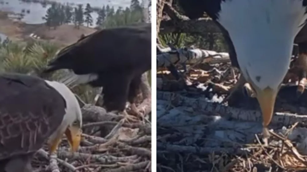 Shadow in Jackie s težko pričakovanim nara&scaron;čajem. Vir: Instagram