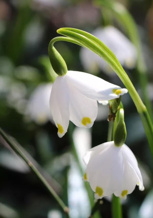 Kronica v arboretumu / Foto: Binca