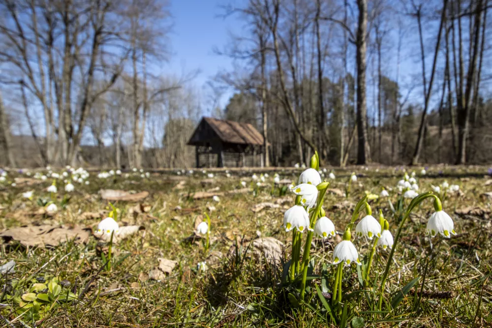 Kronice v arboretumu Volčji Potok / Foto: Mateja Račevski