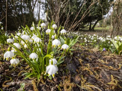 Kronice obožujejo mokra in globoka tla ob potokih ter povirjih. / Foto: Mateja Račevski