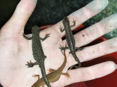 Prena&scaron;anje dvoživk