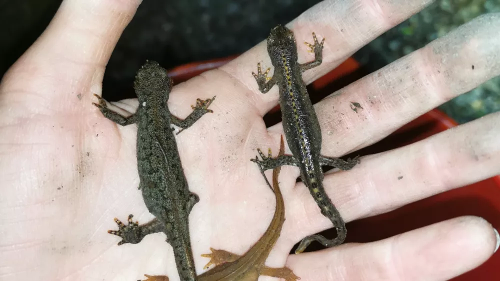 Prena&scaron;anje dvoživk