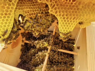 čebele, Rečnik, med 