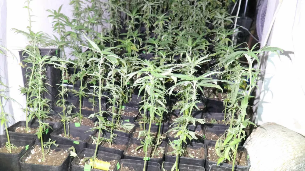 Pri Silvestru Plahutniku so policisti na&scaron;li 312 sadik prepovedane konoplje. Foto:&nbsp;Policija&nbsp;