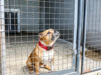 Na predlog novele zakona o za&scaron;čiti živali je v javni obravnavi prispelo okoli 350 pripomb. Nana&scaron;ajo se tudi na načrtovane spremembe, povezane z zaveti&scaron;či za zapu&scaron;čene živali. Foto: Bojan Velikonja&nbsp;

&nbsp;