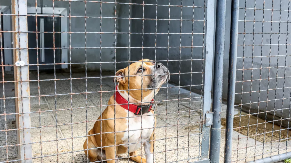 Na predlog novele zakona o za&scaron;čiti živali je v javni obravnavi prispelo okoli 350 pripomb. Nana&scaron;ajo se tudi na načrtovane spremembe, povezane z zaveti&scaron;či za zapu&scaron;čene živali. Foto: Bojan Velikonja&nbsp;

&nbsp;