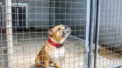 Na predlog novele zakona o za&scaron;čiti živali je v javni obravnavi prispelo okoli 350 pripomb. Nana&scaron;ajo se tudi na načrtovane spremembe, povezane z zaveti&scaron;či za zapu&scaron;čene živali. Foto: Bojan Velikonja&nbsp;

&nbsp;