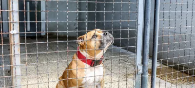 Na predlog novele zakona o zaščiti živali je v javni obravnavi prispelo okoli 350 pripomb. Nanašajo se tudi na načrtovane spremembe, povezane z zavetišči za zapuščene živali. Foto: Bojan Velikonja 

 