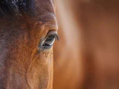 Konji učitelji posla