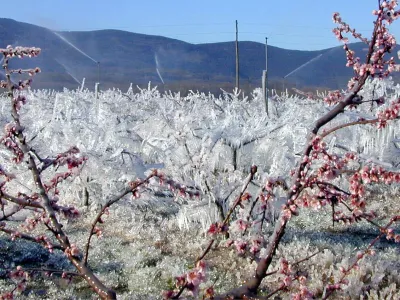 pozeba, led oro&scaron;evanje nasad breskev v Volčji Dragi