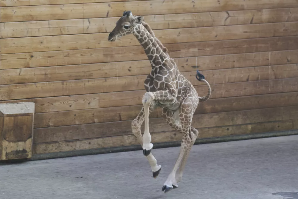 Female giraffe cub Kianga that was born on March 10 runs at the zoo in Kronberg near Frankfurt, Wednesday, March 19, 2025. (AP Photo/Michael Probst)