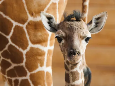 18 March 2025, Hesse, Kronberg: The giraffe cub Kianga stands in front of her mother, Kimia. Born in the early hours of March 10, she is the first reticulated giraffe offspring at Opel Zoo since 1984. Photo: Lando Hass/dpa