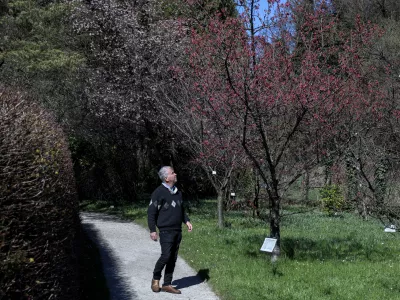 - 19.03.2025 - Japonska če&scaron;nja, botanični vrt//FOTO: Jaka Gasar