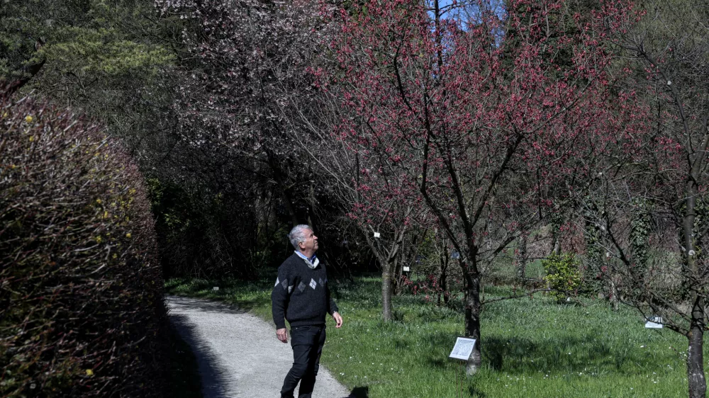 - 19.03.2025 - Japonska če&scaron;nja, botanični vrt//FOTO: Jaka Gasar