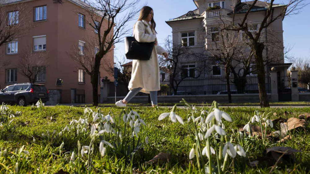 - 14.2.2024 - Pomlad je pri&scaron;la v mesto - zvončki// FOTO: Nik Erik Neubauer