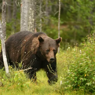 Wild brown bear (Ursus arctos)