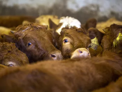 - govedoreja - govedo, krave, telice- 14.12.2018, Jurovski Dol - Družinsko podjetje Vita - &Scaron;pindler d.o.o. je bilo ustanovljeno 26.3.2003 in danes spada med največje uvoznike in izvoznike živine v Sloveniji. Ukvarjajo se s prodajo in odkupom živih živali &ndash; goveda, predvsem preko lastnega zbirnega centra v Jurovskem Dolu.Foto: Matjaž Ru&scaron;t