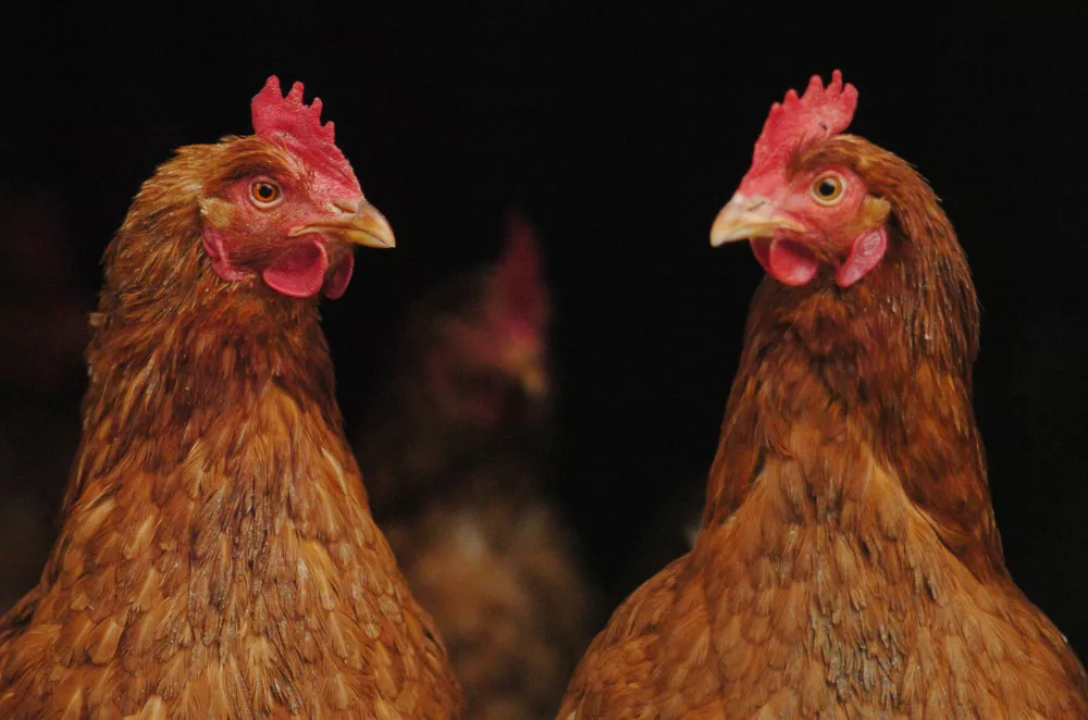 perutnina, koko&scaron;i, perjad, //FOTO: Jaka AdamičOPOMBA: ZA OBJAVO V SOBOTNI PRILOGI - REPORTAŽA