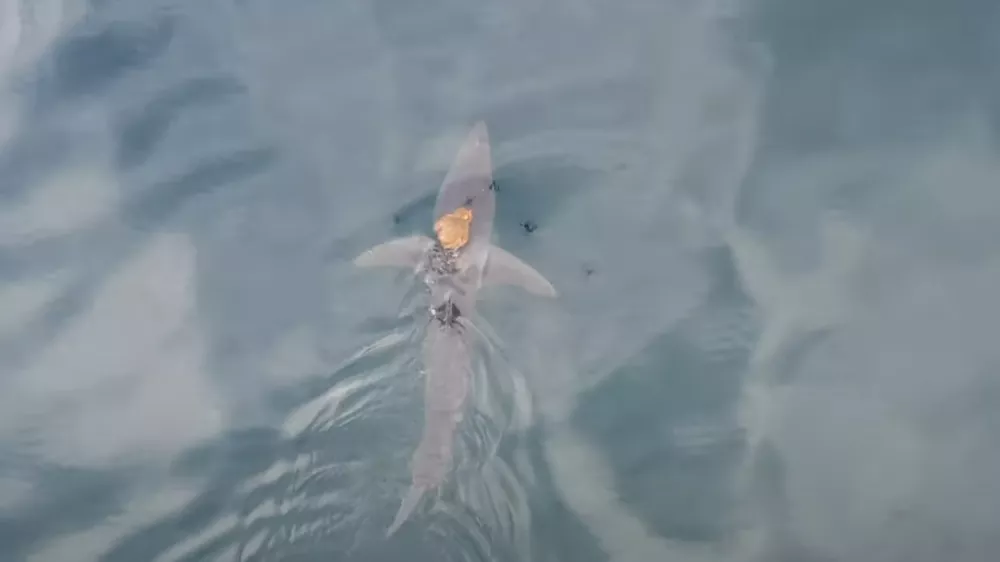 Posnetek psobotnice. Foto: University of Auckland