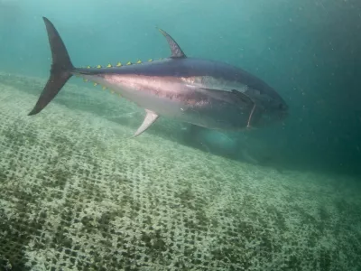 IZMIR, TURKIYE - NOVEMBER 19: A view of Thunnus or True tunas, which are bred for 7 months in fish farms before they are exported to Japan with the 'factory ships', on Mediterranean Sea of Izmir, Turkiye on November 19, 2024. True tunas, fed with organic feed in fish farms, can weigh up to 600 kilograms as their harvest begins in November. Mahmut Serdar Alakus / Anadolu/ABACAPRESS.COM,Image: 936690346, License: Rights-managed, Restrictions:, Model Release: noFoto: Profimedia