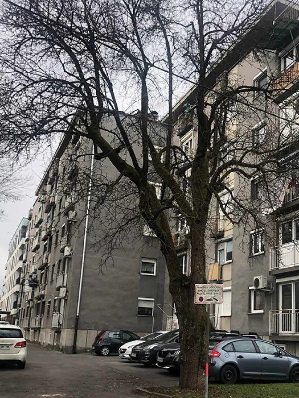 hru&scaron;ka &ndash; ''mo&scaron;tarica'' (na dvori&scaron;čni strani bloka Prijateljeva 32)