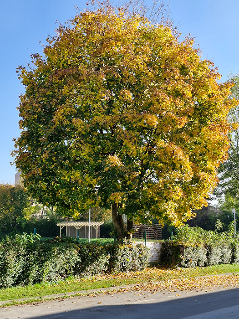 samorasli javor (Staničeva ulica 21)