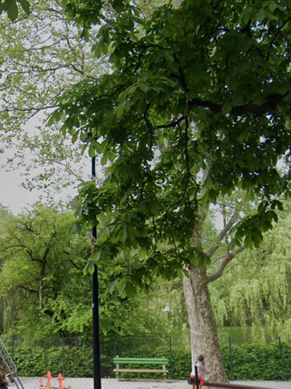 Platana na Prulskem igri&scaron;ču