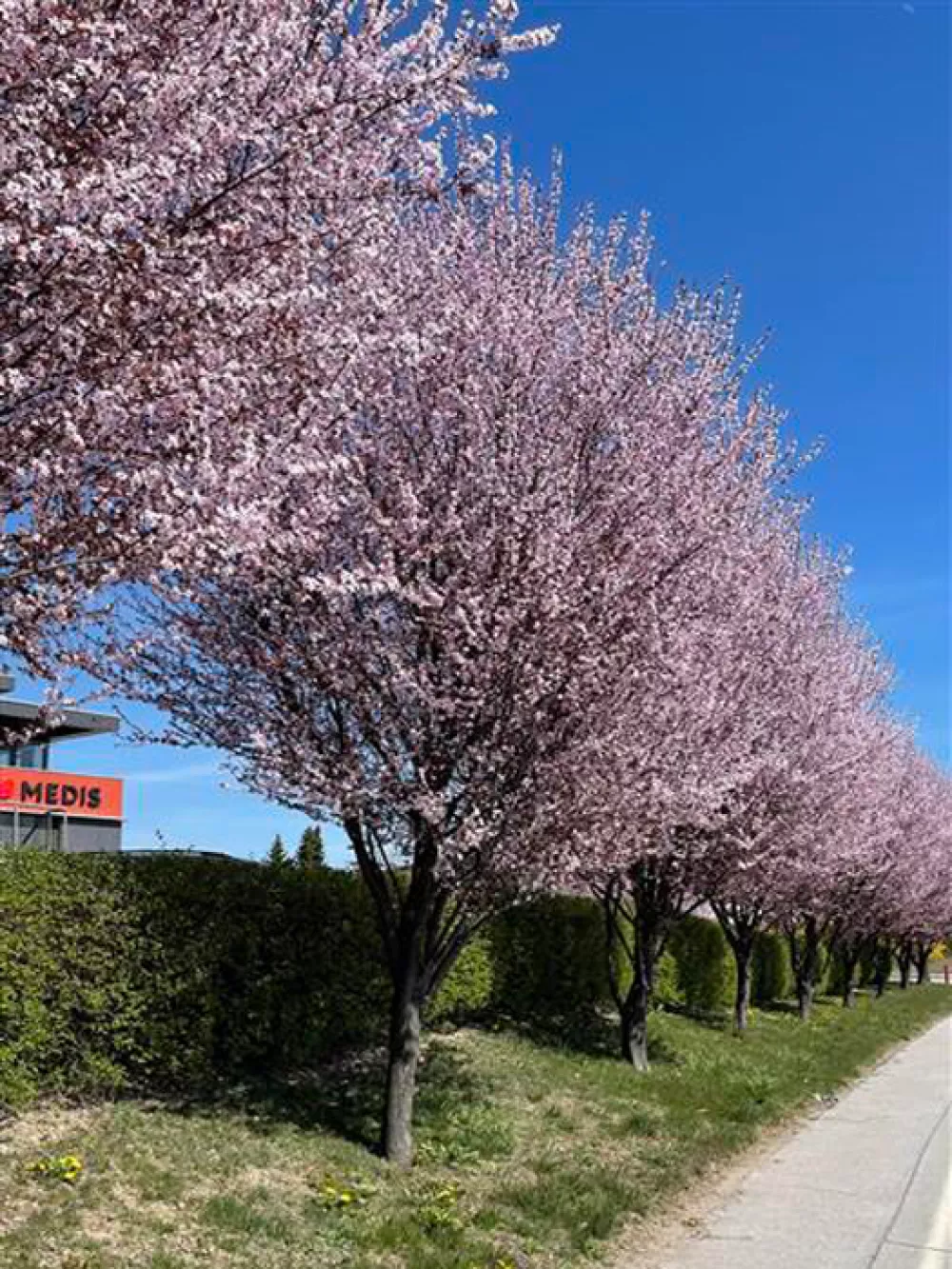 Drevored cvetočih rdečelistnih ringlojev na Brnčičevi