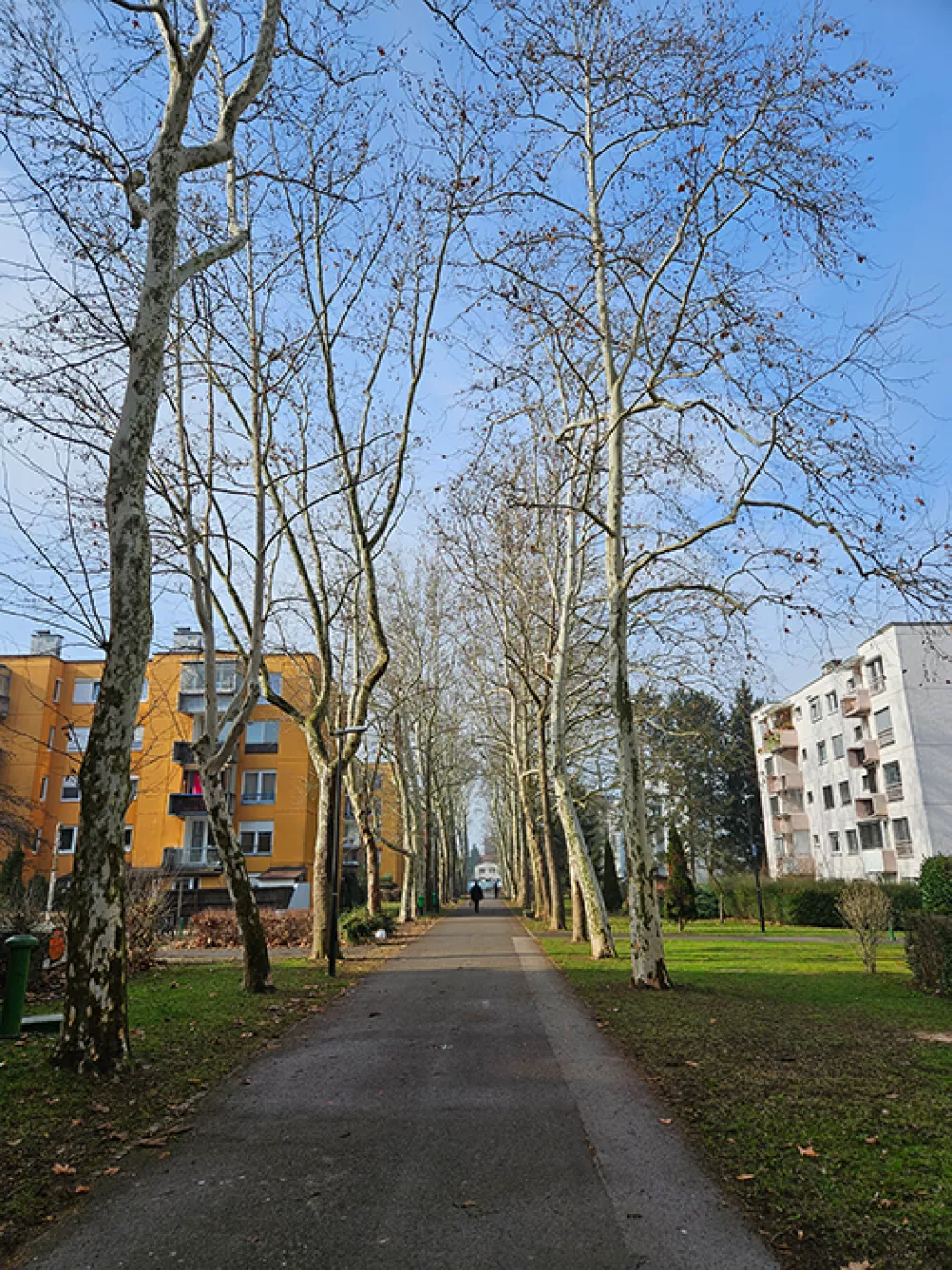 Drevored platan v BS3