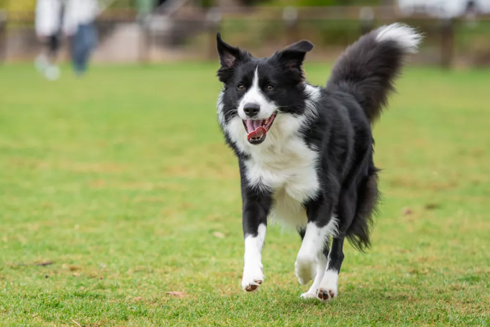 Portrait of a Border Collie running in the dog park on the green grass / Foto: Kontrymphoto