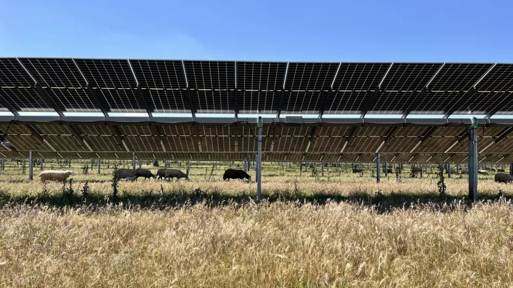 Las Corchas, solarna farma, kmetijstvo, sončna elektrarna, agrovoltaika, &Scaron;panija, Andaluzija