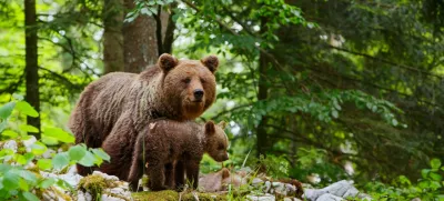 Brown bear - close encounter with a big mother wild brown bear with her cubs in the forest and mountains of the Notranjska region in Slovenia / Foto: Henk Bogaard