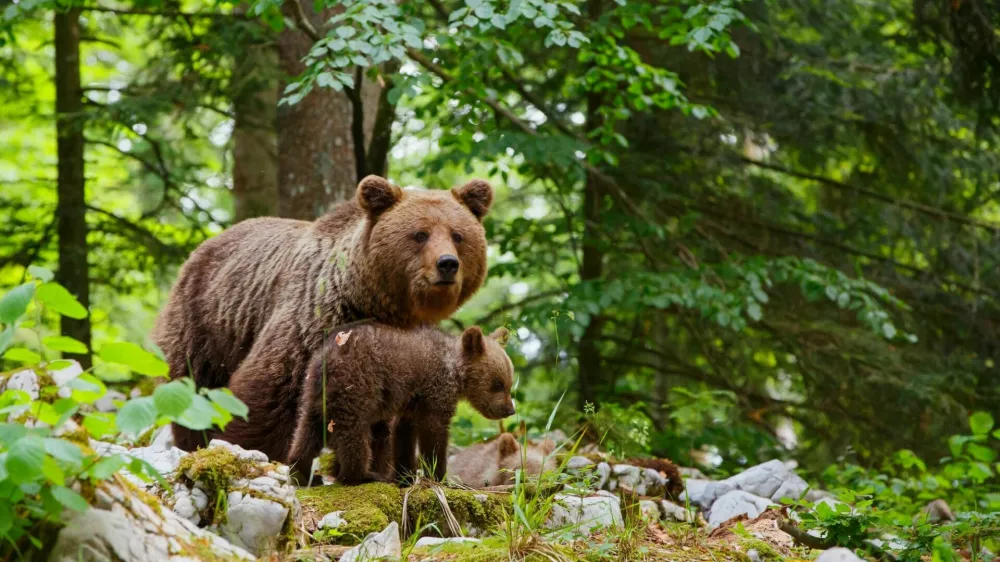 Brown bear - close encounter with a big mother wild brown bear with her cubs in the forest and mountains of the Notranjska region in Slovenia / Foto: Henk Bogaard