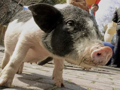 FILE - A miniature pig waits for visitors to feed it at a zoo in Shanghai, China, on Thursday Feb. 15, 2007. (AP Photo/Eugene Hoshiko, File)