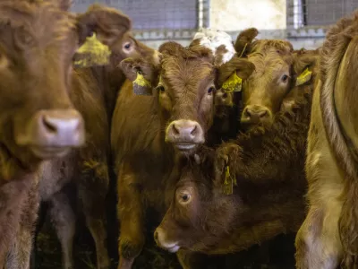 - govedoreja - govedo, krave, telice- 14.12.2018, Jurovski Dol - Družinsko podjetje Vita - &Scaron;pindler d.o.o. je bilo ustanovljeno 26.3.2003 in danes spada med največje uvoznike in izvoznike živine v Sloveniji. Ukvarjajo se s prodajo in odkupom živih živali &ndash; goveda, predvsem preko lastnega zbirnega centra v Jurovskem Dolu.Foto: Matjaž Ru&scaron;t