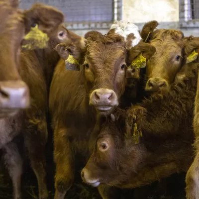- govedoreja - govedo, krave, telice- 14.12.2018, Jurovski Dol - Družinsko podjetje Vita - Špindler d.o.o. je bilo ustanovljeno 26.3.2003 in danes spada med največje uvoznike in izvoznike živine v Sloveniji. Ukvarjajo se s prodajo in odkupom živih živali – goveda, predvsem preko lastnega zbirnega centra v Jurovskem Dolu.Foto: Matjaž Rušt