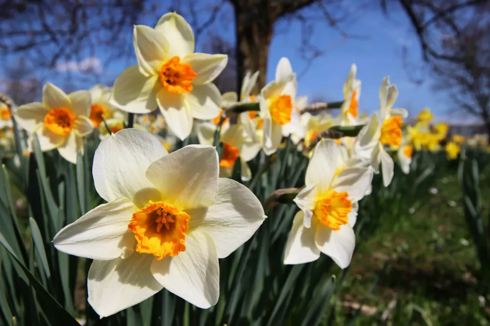 Narcise v Arboretum Volčji potok