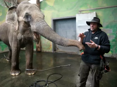 21.02.2025 - Živalski vrt, slon Ganga star 50 letFoto: Tomaž Skale