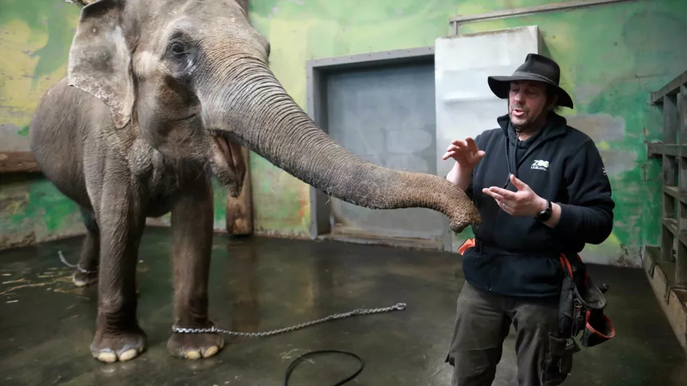 21.02.2025 - Živalski vrt, slon Ganga star 50 letFoto: Tomaž Skale