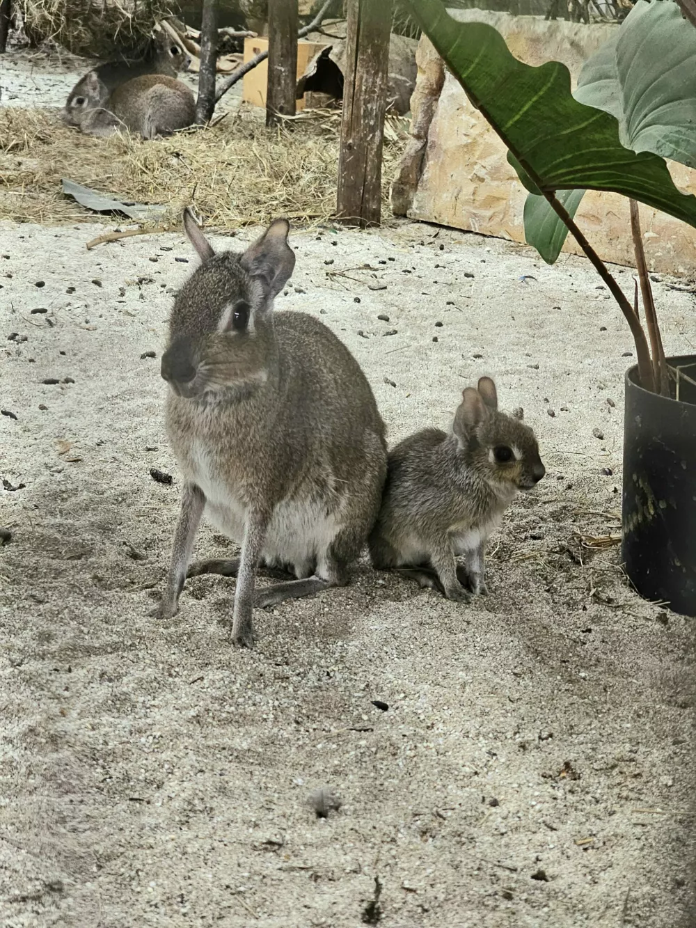 Pritlikave mare v Tropski hi&scaron;i