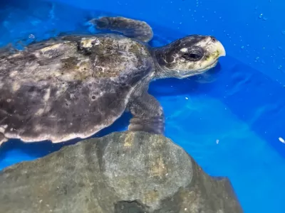 Rhossi, mlada tropska želva Kemps Ridley, najdena na plaži Rhosneigr. Foto Anglesey Sea Zoo)