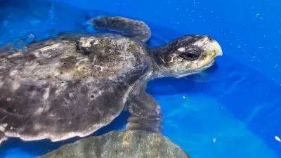 Rhossi, mlada tropska želva Kemps Ridley, najdena na plaži Rhosneigr. Foto Anglesey Sea Zoo)