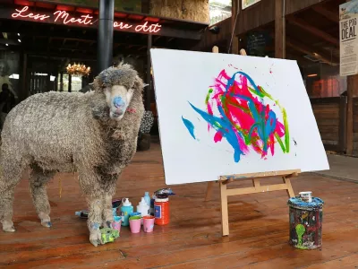 EXCLUSIVE: Baanksy the World's only painting sheep has been kidnapped from his animal sanctuary in South Africa. Owner Joanne Lefson, 53, (seen in a number of the photos) is offering a ,000 reward for his safe return. The waoolly whiz, named after notorious British street artist and activist Banksy, was last seen on 1 February. Founder and Director of the farm, Joanne, says: "A family visiting from the UK had booked a commission from Baanksy on 2 February, but he didn't arrive at his art studio. We went looking for him and filed a police report. We don't have any leads to go on. We had a smaller reward last week but now we have upped it to R1.2 million because we want clarification on what happened. He was either stolen, but there were no signs of a break-in, or out somewhere roaming the Winelands. We don't know why this particular sheep went ?missing when we have ten of them.", Lefson says Baanksy, whose paintings sell all over the world, was rescued from the side of the road in the Karoo &ndash; an intensive sheep farming region of South Africa. Farm Sanctuary SA became a well-known Franschhoek landmark as the home of Pigcasso, a painting pig who was saved from the slaughterhouse in 2016 that later became the most accomplished animal artists in history. To the dismay of fans worldwide and the over 111 000 social media users who followed her on Instagram, Pigcasso, sadly died of chronic rheumatoid arthritis last year. "As a vulnerable lamb, Baanksy was kept near Pigcasso's art studio, and he would often watch Pigcasso paint," the sanctuary explained. "One day in 2024 when the sheep was being sheared, a brush was needed to clear the hair from the shearer's blade. One of Pigcasso's brushes was used and left in the stall., Police spokesperson Sergeant Wesley Twigg confirmed they are investigating a stock theft case, saying: "According to the complainant, she left the sheep on 1 February at about 5pm and when she returned the following day, at about 9.15am, she noticed the sheep was missing. No arrests have been made yet.".18 Feb 2025,Image: 966088650, License: Rights-managed, Restrictions: NO South Africa, United Kingdom, Model Release: no, Pictured: BaanksyFoto: Profimedia