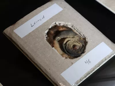 A 110-year-old lemon which was used for writing secret messages with its juice, and formed evidence to convict and lead to the execution of Karl Muller for spying for Germany in World War One is displayed, which forms part of 'MI5: Official Secrets', a new exhibition exploring the history of the British intelligence agency, at The National Archives in London, Britain, April 1, 2025. REUTERS/Toby Melville